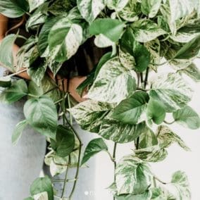 biophilic design ideas