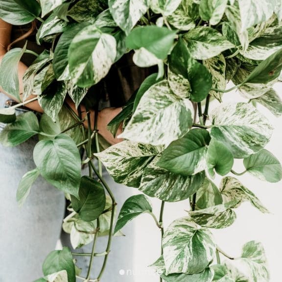 biophilic design ideas